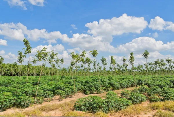 Zemědělská půda v Thajsku — Stock fotografie