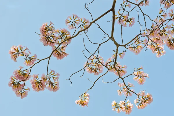 ピンクのトランペットの花 — ストック写真