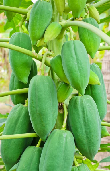 Papaya vruchten — Stockfoto