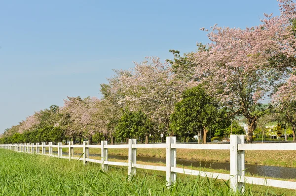 분홍색 트럼펫 나무 — 스톡 사진