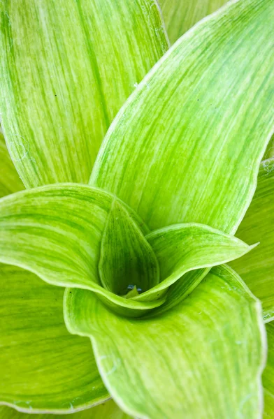 Green leaves — Stock Photo, Image