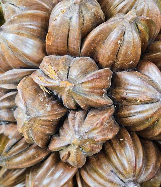 Nipa Palma Fruta — Fotografia de Stock