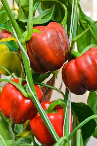Sweet pepper plant — Stock Photo, Image