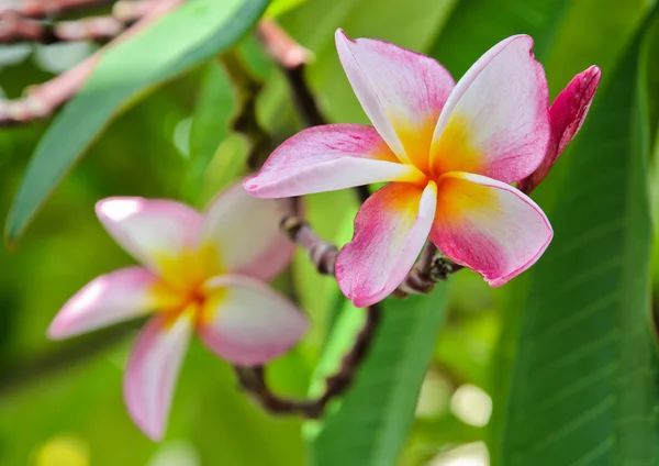 핑크 plumeria — 스톡 사진