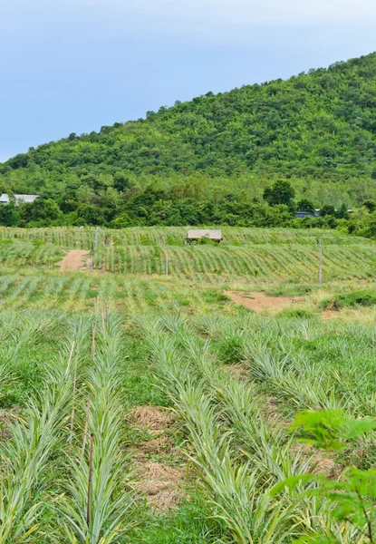 菠萝种植园 — 图库照片