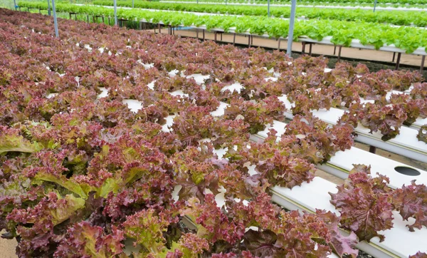 Plantación de lechuga roja — Foto de Stock