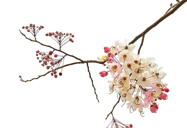 Pembe duş çiçeği — Stok fotoğraf