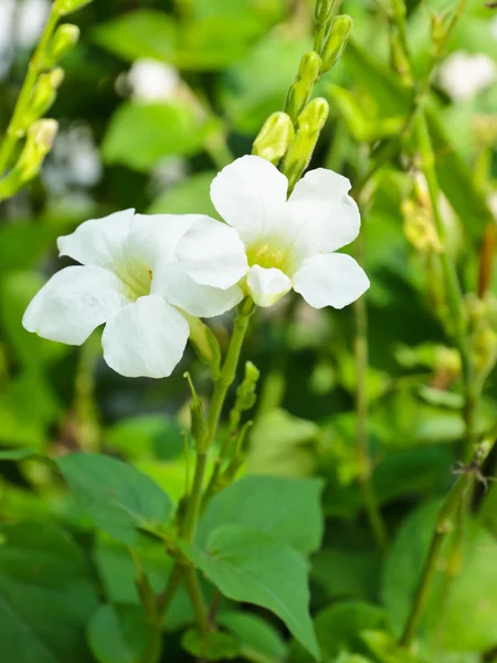 Asystasia gangetica flor — Foto de Stock