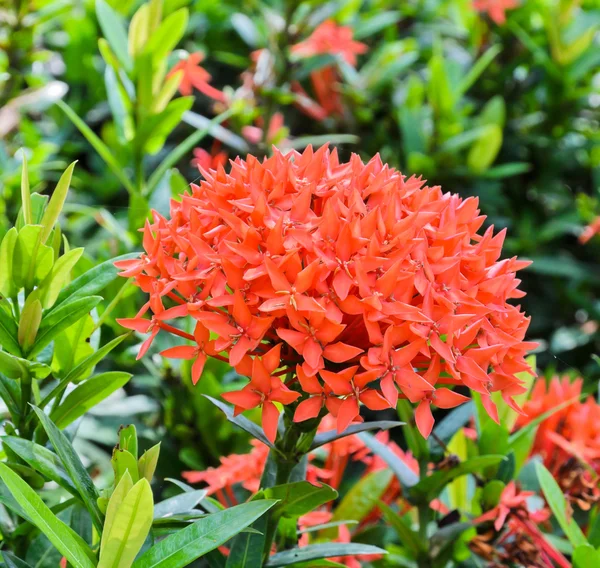 Flor vermelha de Ixora — Fotografia de Stock