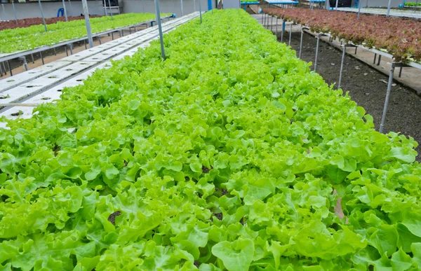 Exploração de produtos hortícolas hidropônicos — Fotografia de Stock