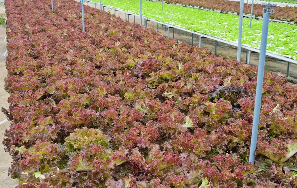 Saláta zöldség ültetvény — Stock Fotó