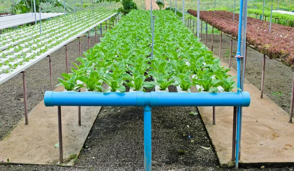 Hydroponic vegetables farm — Stock Photo, Image