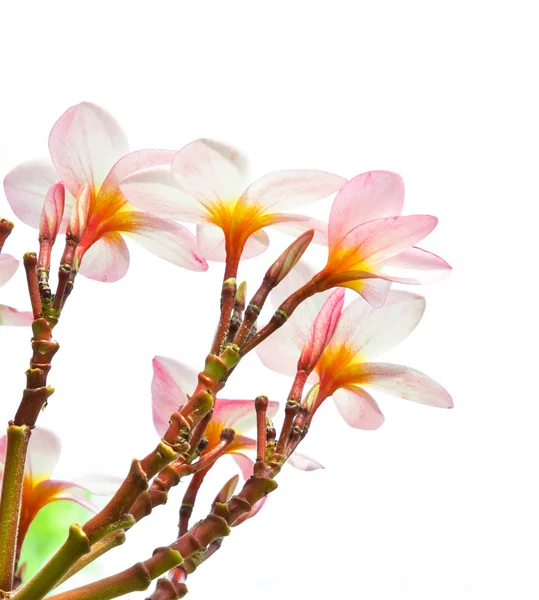 Fiore di Plumeria — Foto Stock