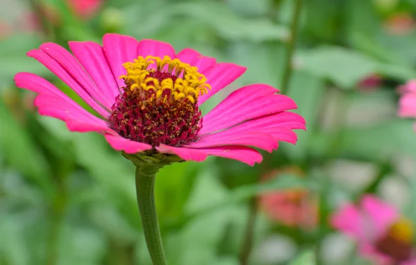 Zinnia elegans bloesem — Stockfoto