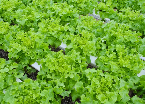 Lechuga vegetal — Foto de Stock