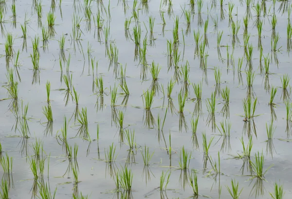 水稻种植 — 图库照片