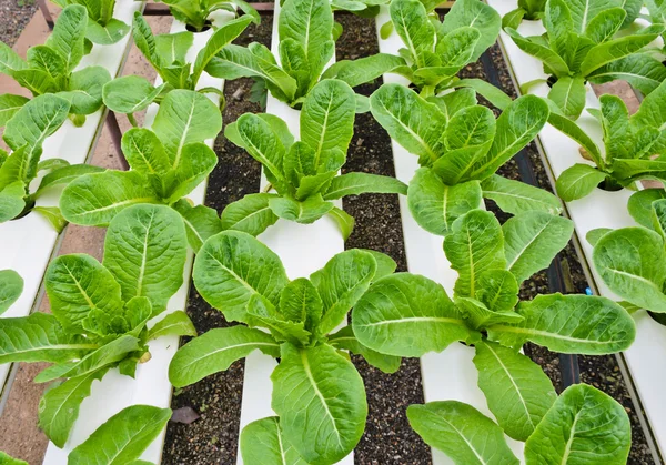 Lettuce plantation — Stock Photo, Image