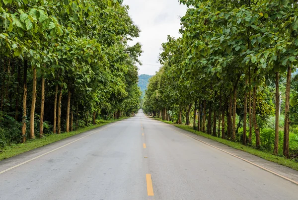 Strada di campagna — Foto Stock