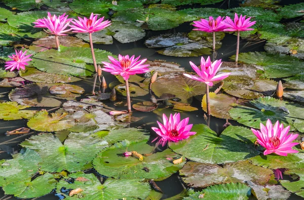 Lotusbloem — Stockfoto