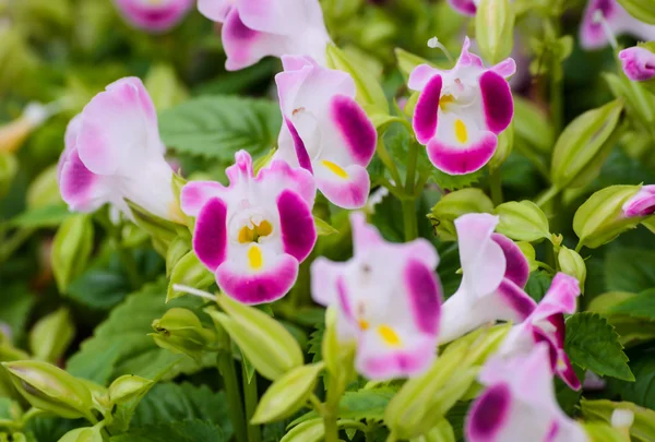 Flor de hueso de deseo — Foto de Stock