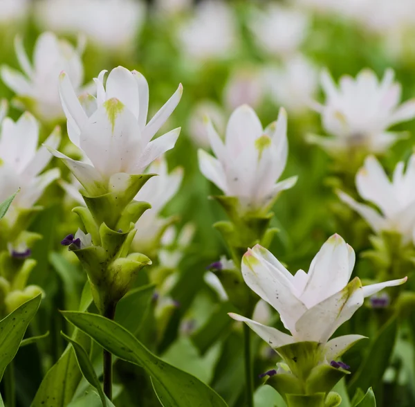 Siam tulip flower — Stock Photo, Image