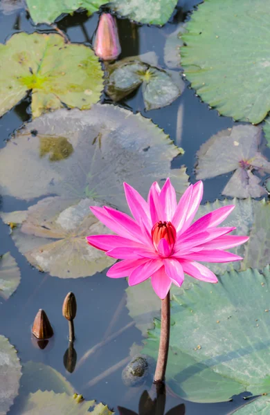 Flor de lírio de água — Fotografia de Stock