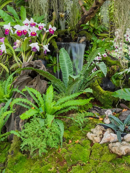 Jardin d'orchidées décoré — Photo