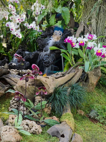 Jardim de orquídea decorado — Fotografia de Stock