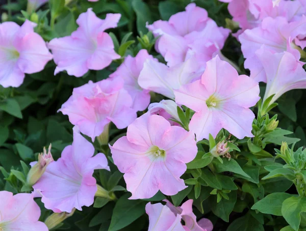 Petunia blomma — Stockfoto