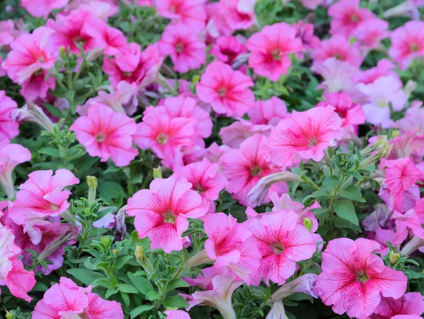 Flor de Petunia —  Fotos de Stock