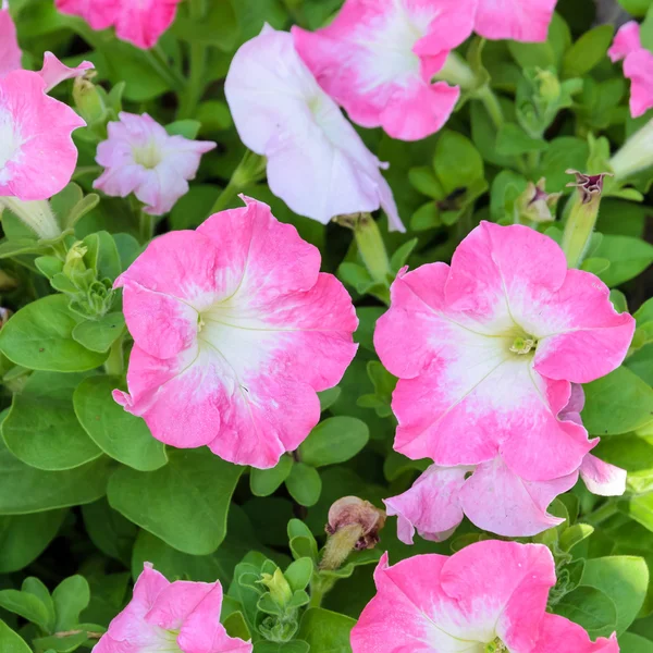 Petunia blossom — Stock Photo, Image