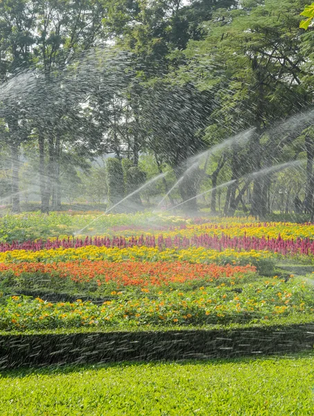 Flower bed — Stock Photo, Image