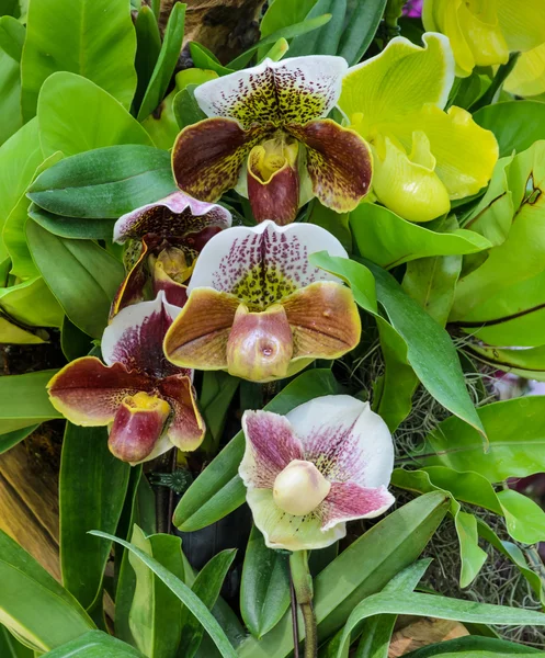 Dame pantoufle orchidée — Photo