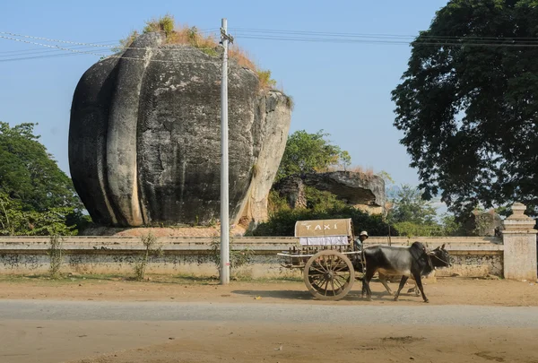 Mingun cow Taxi, Myanmar — Stock Photo, Image