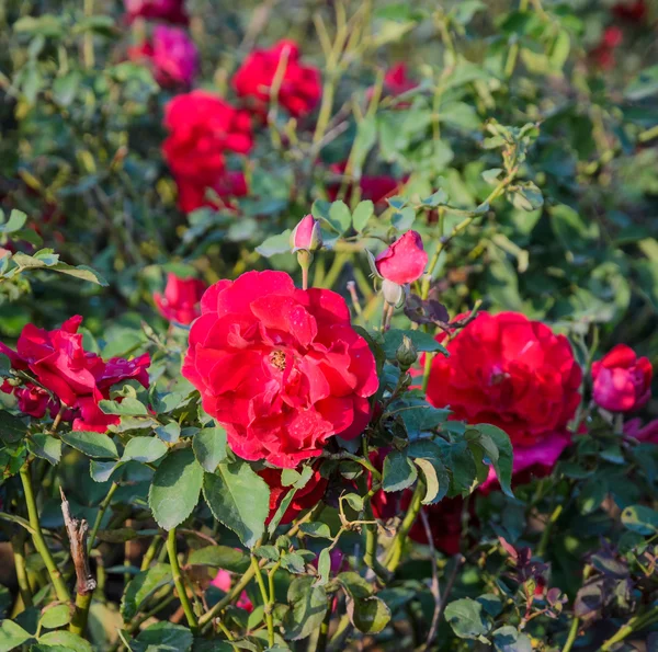 Jardín de rosas rojas — Foto de Stock