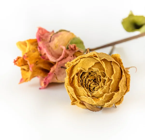 Rose secche — Foto Stock