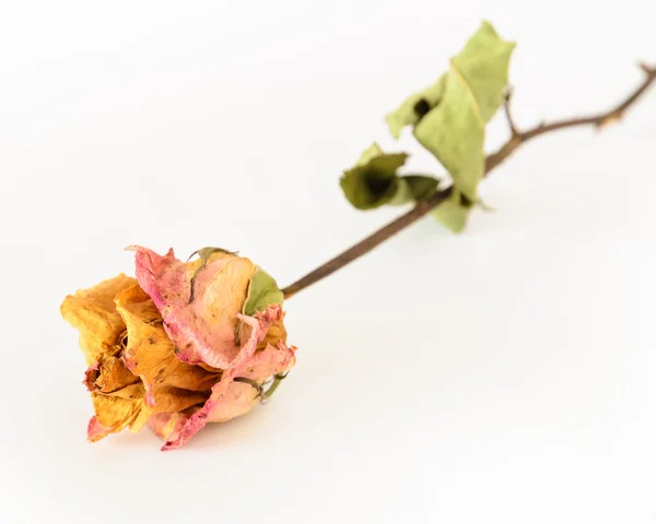 Getrocknete Rose — Stockfoto