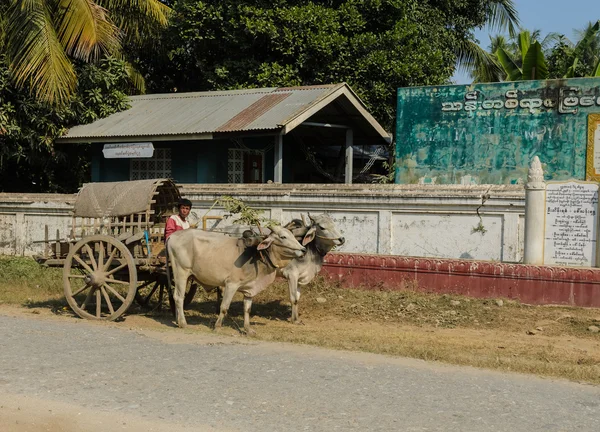 Taxi Mingun vaca, myanmar — Foto de Stock