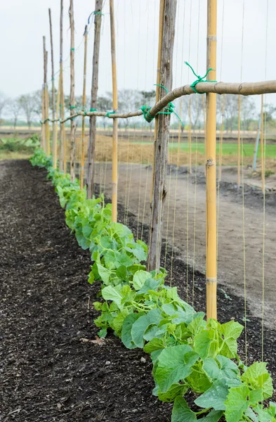 Meloen plantage — Stockfoto