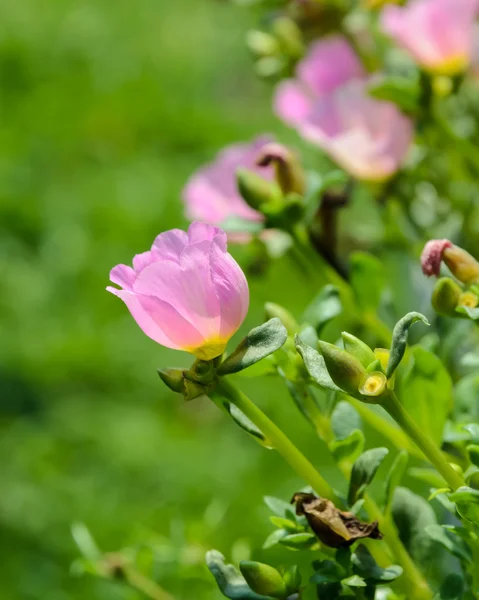 Цветок розового порттулака — стоковое фото