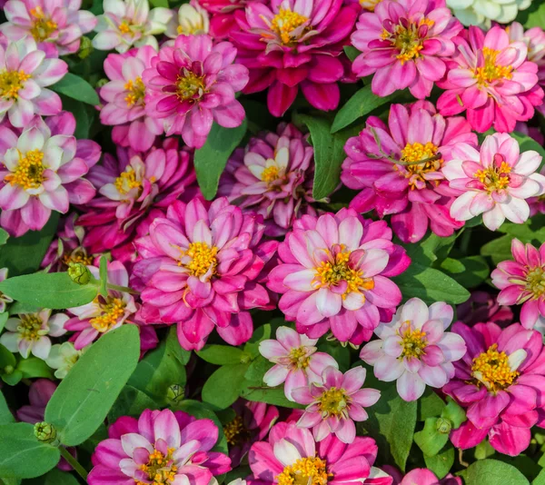 Růžový zinnia elegans — Stock fotografie