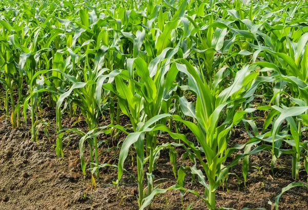Maïs plantage — Stockfoto