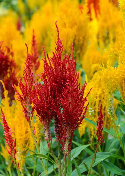 Plumed cockscomb flower — Stock Photo, Image