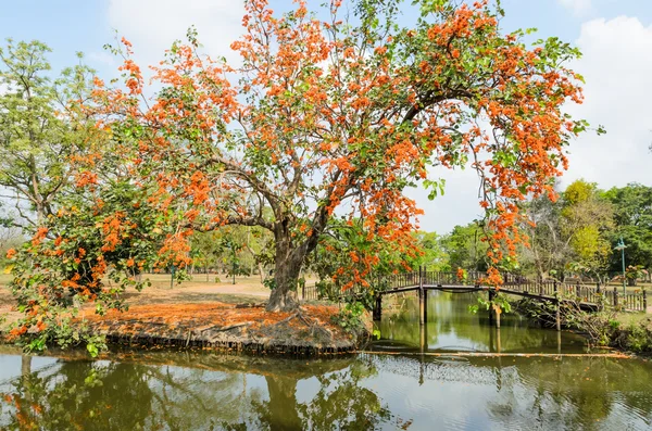 Sonnenbaum — Stockfoto