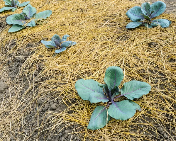 Cabbage plantation — Stock Photo, Image