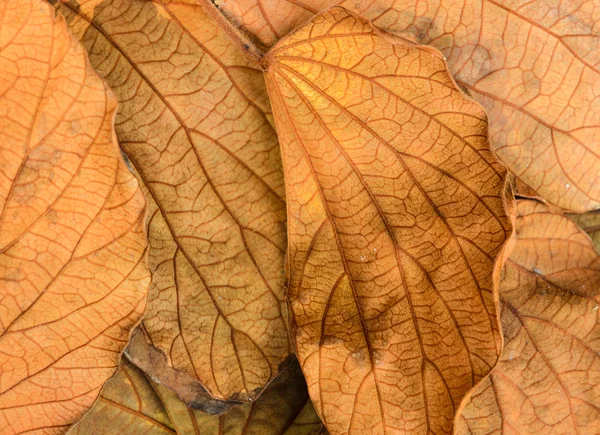금빛 잎 — 스톡 사진