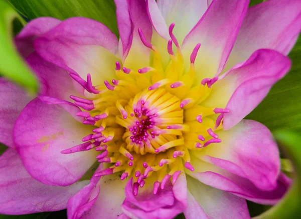 Flor de loto — Foto de Stock