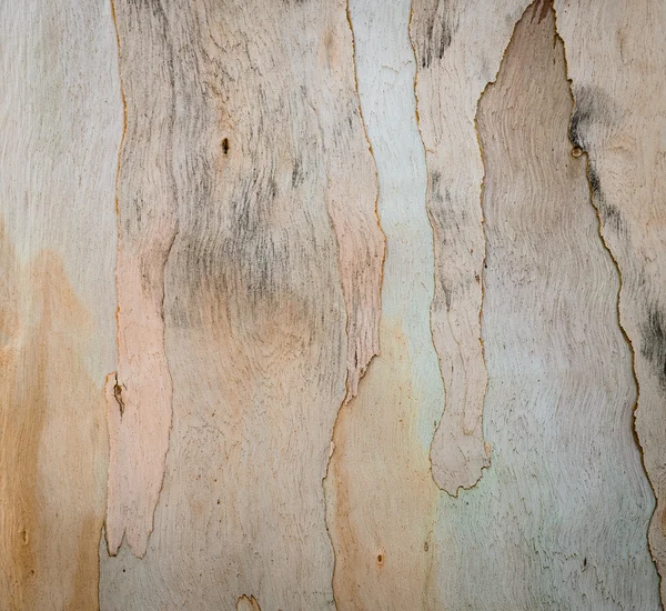 Bark textur bakgrund — Stockfoto