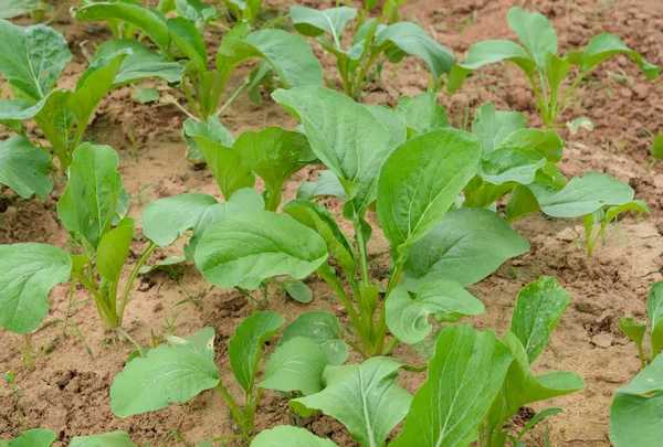 Chinese cabbage plantation — Stock Photo, Image