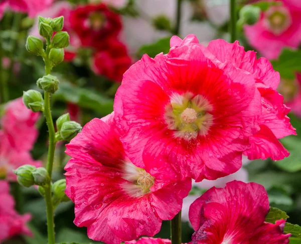 Hollyhock flower — Stock Photo, Image